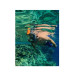 Маска Ocean Reef Aria QR + Full Face blue S/M не запотіває дозволяє дихати носом комфортна для підводних занурень