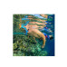 Маска Ocean Reef Aria QR + Full Face blue S/M не запотіває дозволяє дихати носом комфортна для підводних занурень